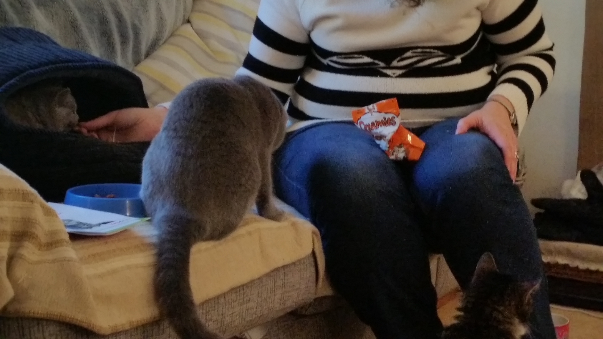 Oakdene Cattery feeding